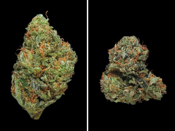 La marijuana en macrophotographie par Eric Christiansen