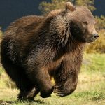 Un orso può raggiungere velocità fino a 55 km/h.