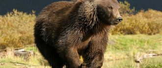 Мечката може да развие скорост до 55 км/ч.