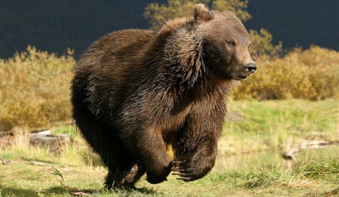 L'orso ha una velocità massima di 55 km/h