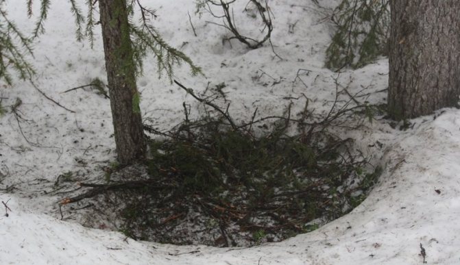 L'orso polare fa delle tane di volpe sulla neve, coprendole con ramoscelli e ceneri di betulla