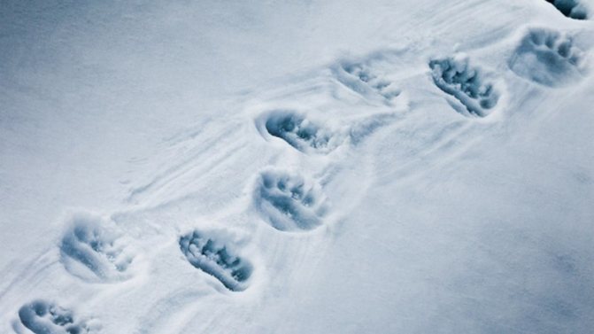 Tracce di orso nella neve - un segno di un orso errante