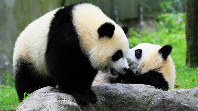 Des pandas mignons