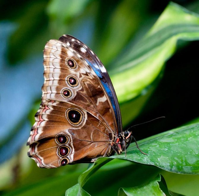 morpho peleida
