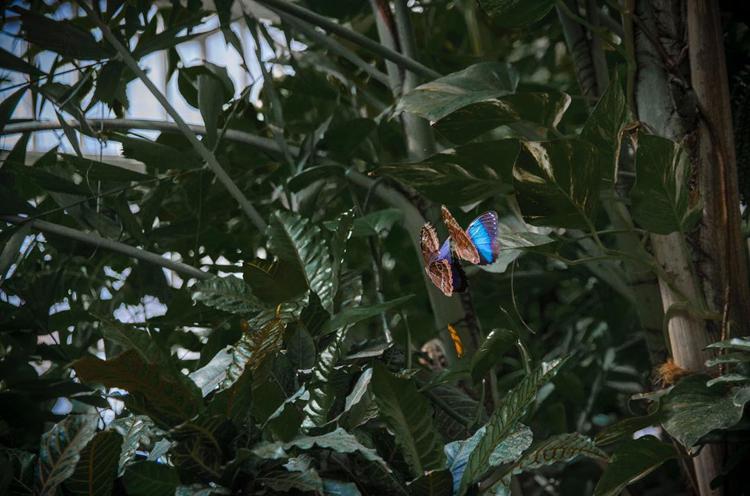 morpho peleida