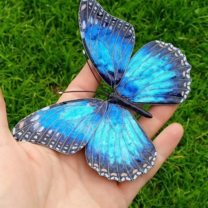 morpho peleida