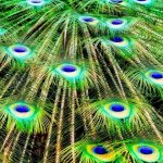 Мога ли да държа пера от паун в къщата