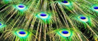 Peut-on garder des plumes de paon dans la maison ?