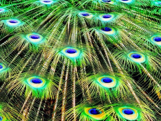 Peut-on garder des plumes de paon dans la maison ?