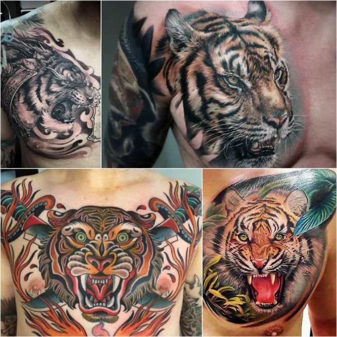 Tatouage de la poitrine pour hommes - Tatouage de la poitrine pour hommes - Tatouage de la poitrine pour hommes Lions - Tatouage du tigre sur la poitrine
