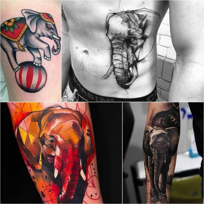 Male elephant tattoos - Examples and Sketches - Elephant Tattoo for Male