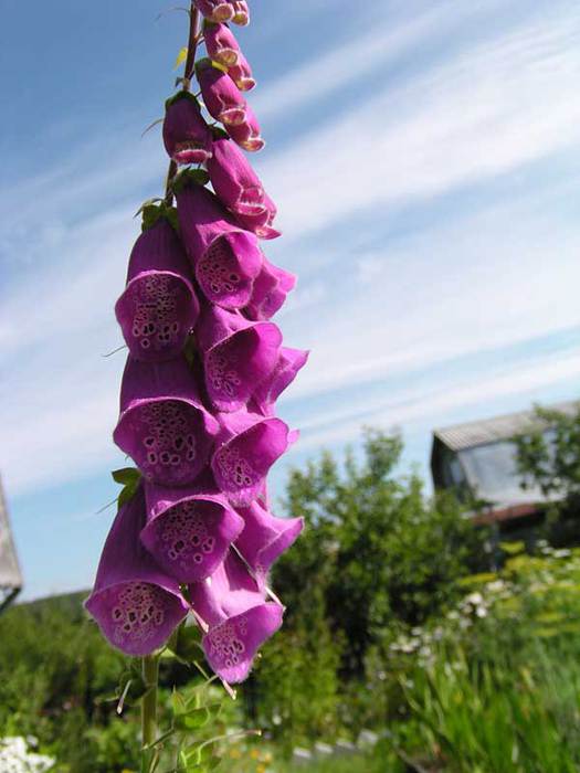 foxglove (525x700, 40Kb)