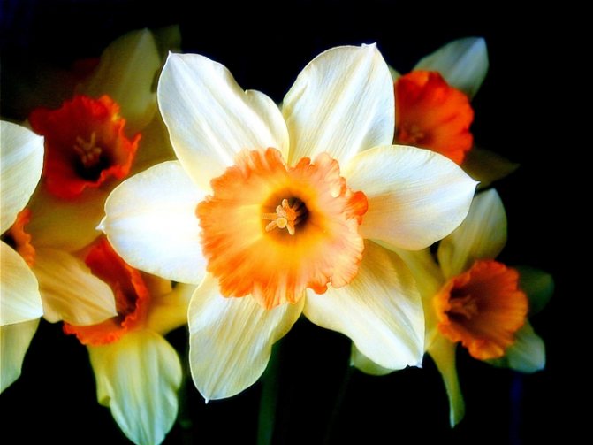 narcisse (700x525, 329Kb)