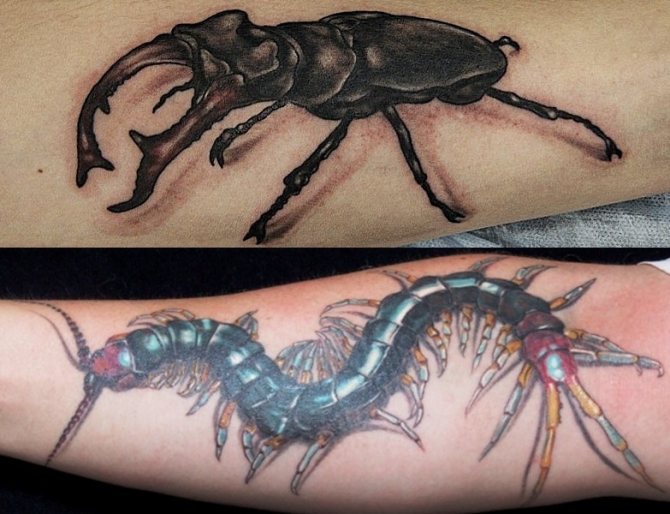 Insectes et arthropodes