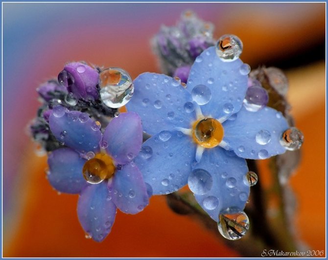 forget-me-not (699x554, 190Kb)