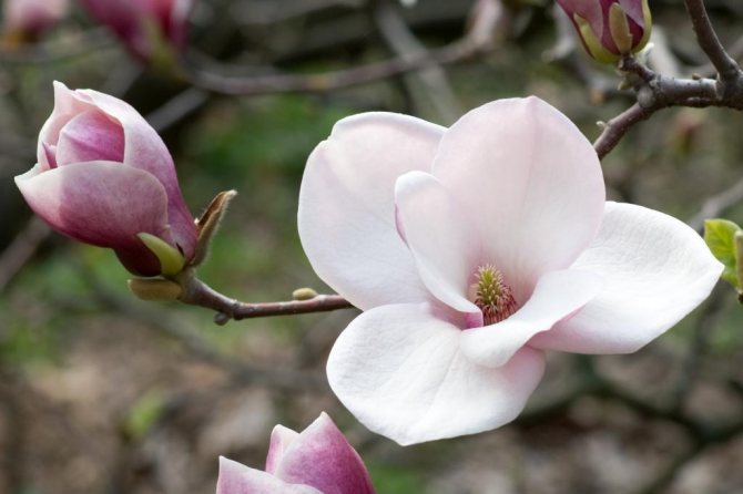 Delicato fiore di magnolia
