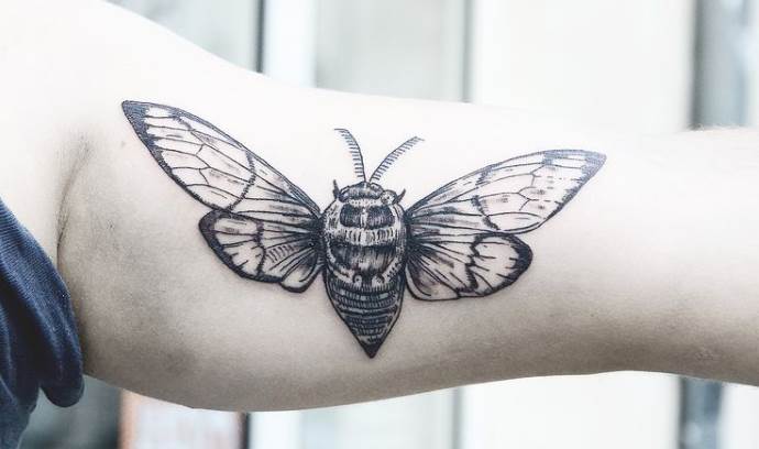 Νυχτερινός σκώρος