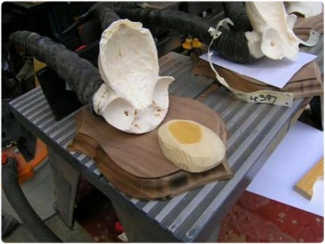 Skull sawing for the medallion