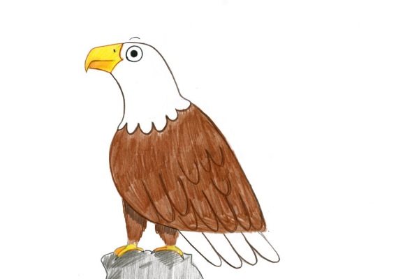 Dessin d'un aigle que les enfants peuvent dessiner pas à pas.