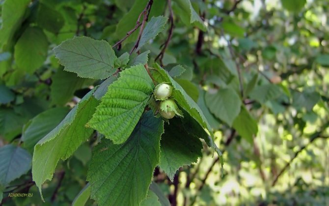 hazel (700x437, 80Kb)