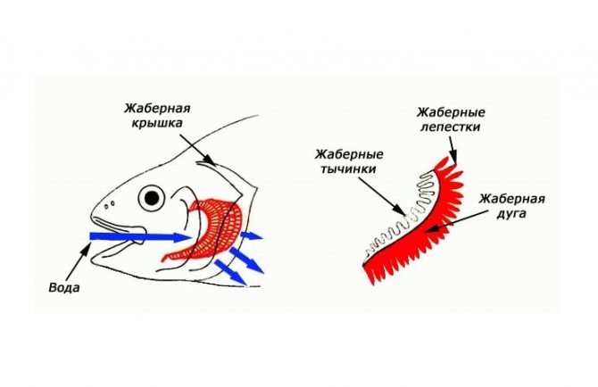 Sistema respiratorio de los peces