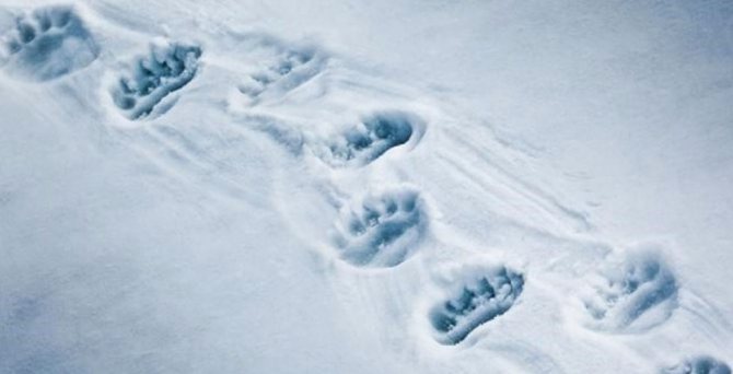 unterscheiden-Bärenspuren