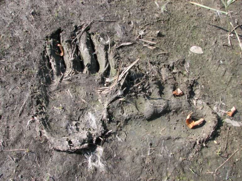 Impronte di zampe di un orso.