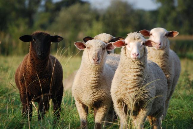 Овце на пасището