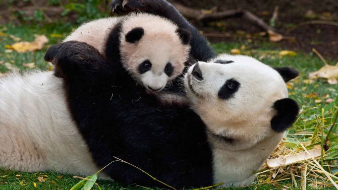 panda en chine