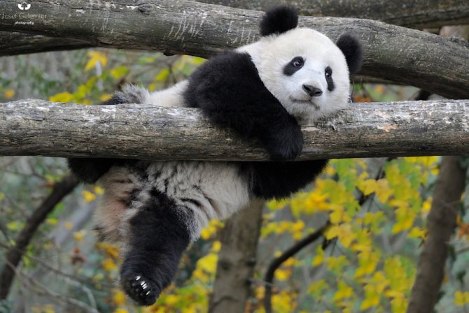 panda