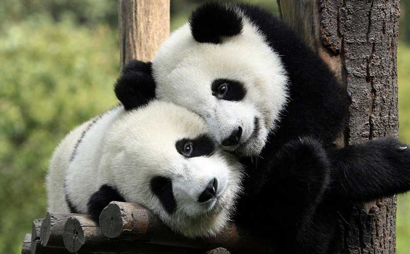 Pandas