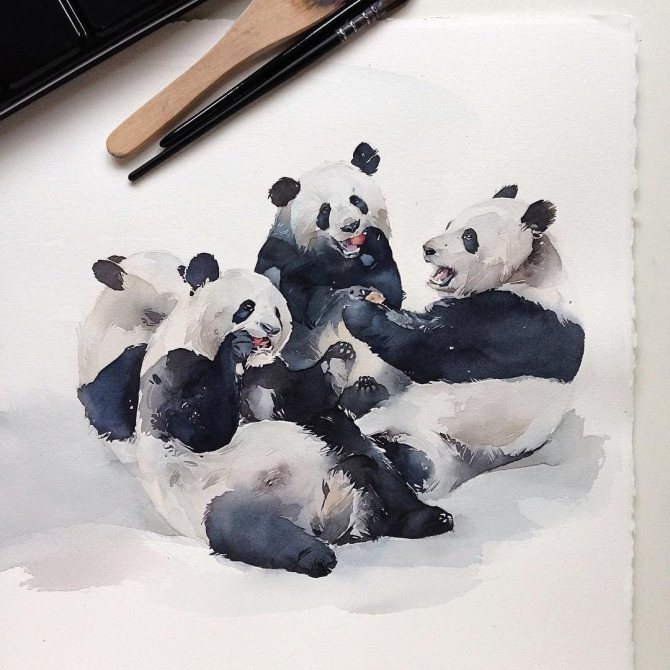 tatouage de pandas