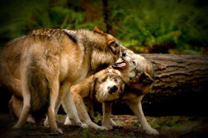 Ζευγάρι λύκων εναντίον ενός λύκου
