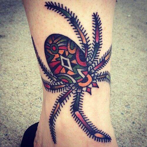 L'araignée à pattes de velours