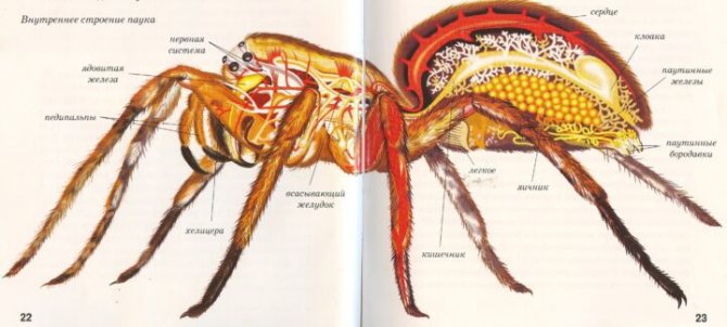 Pókok: leírás, szerkezet és életmód