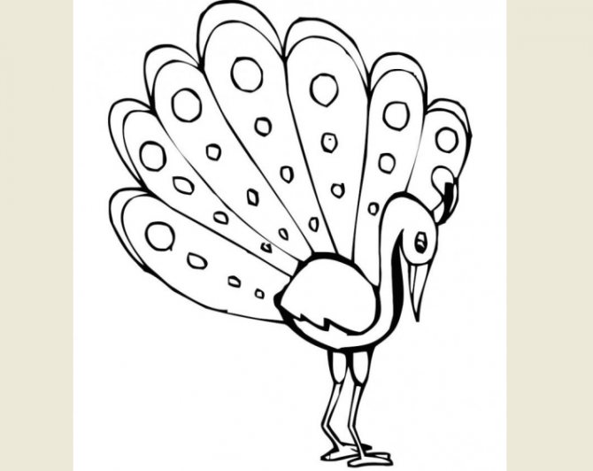 Paon : Images dessinées pour le croquis