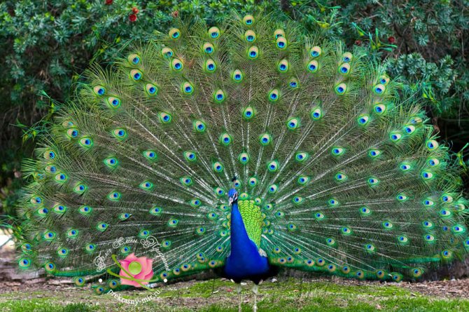 symbole du paon feng shui