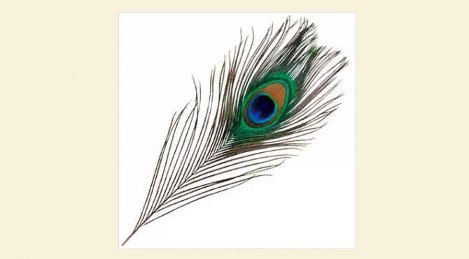 Une plume de paon