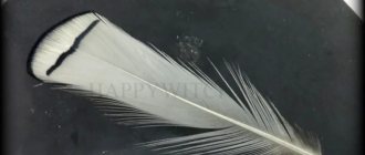 Une plume d'oiseau sur une fenêtre