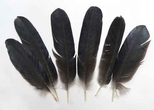 Une plume de corbeau