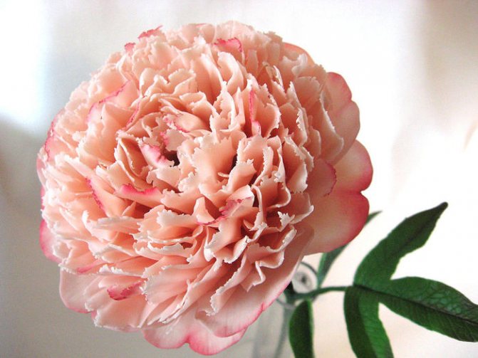 PION (700x525, 84Kb)