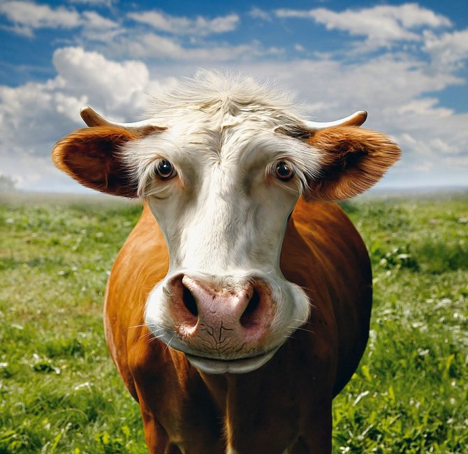 Nytår 2021 Bull symbol