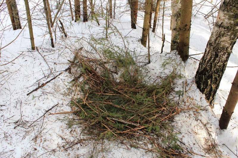 Segni di una piroga vicina - rami di abete rosso sparsi, muschio e foglie