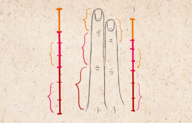 Proportsioonid faalangide vahel