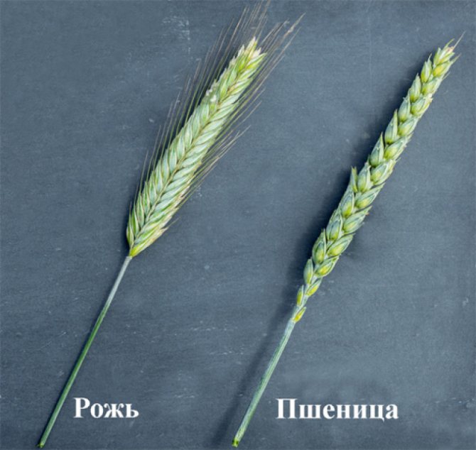 小麦とライ麦:違い