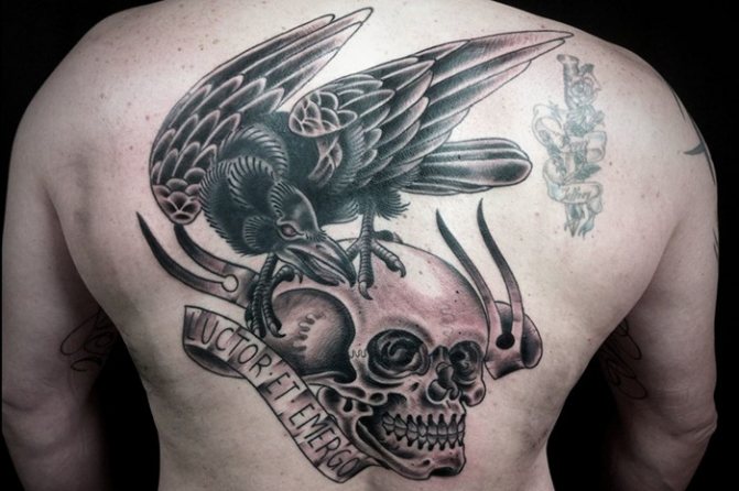 Egy koponyás madár