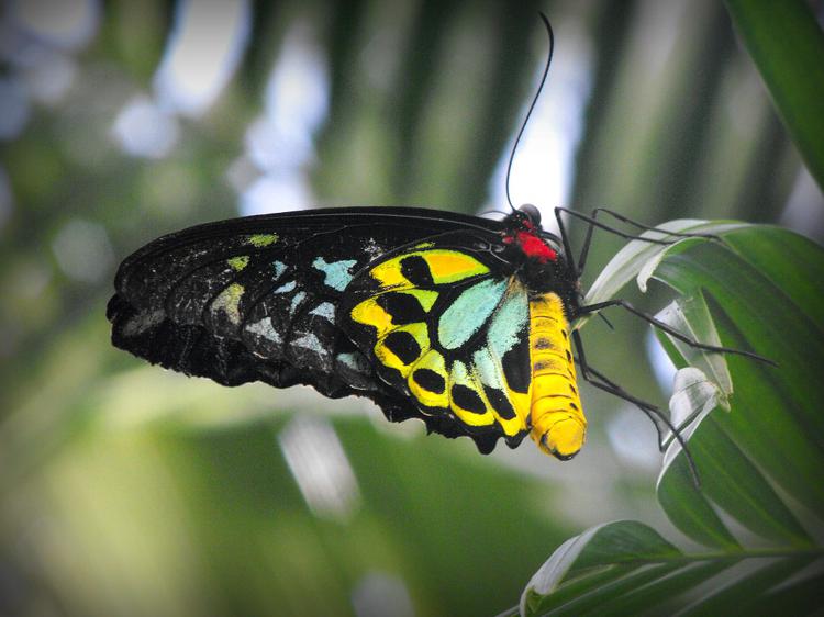 La cage à oiseaux de la reine Alexandra
