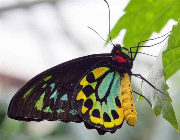 L'oiseau de la Reine Alexandra