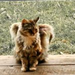 Косматите ангели сред нас: феноменът на котките с крила