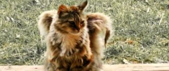 Косматите ангели сред нас: феноменът на котетата с крила